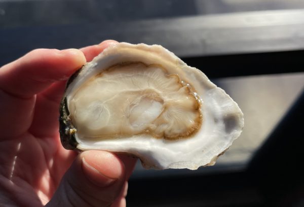 A freshly shucked oyster on the half shell